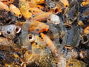 Colorful fishes at the pond in feeding frenzy