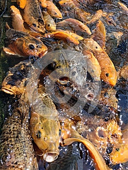 Colorful fishes at the pond in feeding frenzy