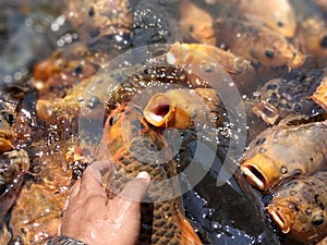 Colorful fishes at the pond in feeding frenzy