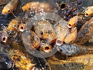 Colorful fishes at the pond in feeding frenzy