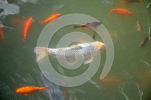 Colorful fishes swiming in the pond