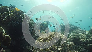 Colorful fishes swimming near beautiful corals in the blue ocean.