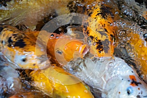 Colorful fishes teeming for feeding or oxygen. Need for space.