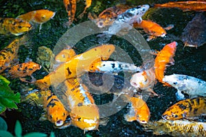 Colorful fishes teeming for feeding or oxygen. Need for space.