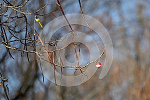 Fishing bobbers in a tree