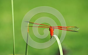 The Colorful Flame Skimmer Dragonfly Ready for Takeoff