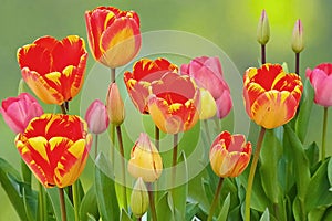 Colorful flamed tulips bloom photo