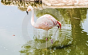 Colorful flamingo bathing