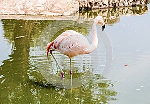 Colorful flamingo bathing