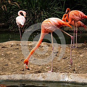 Colorful flamingo walking along a pond edge with his neck stretched straight out and one leg up in the air