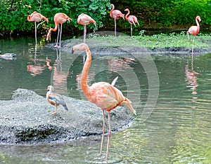 Colorful flamingos bathing