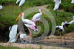 Colorful flamingos in movement, SrÃ­ Lanka