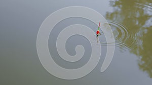 Colorful float for fishing floats and signals is biting on the surface of water of the reservoir. Bobber bite on water