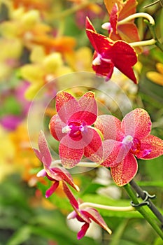 Colorful flora, orchid flowers