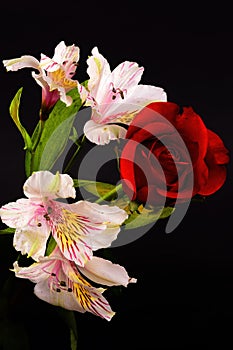 Colorful Floral Arrangement isolated photo