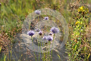 Colorful floral background - a close up of fluffy violet-blue flowers of Jasione montana (sheep`s bit scabious)