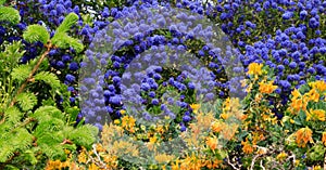 Colorful floral background. Gardening design. California lilac