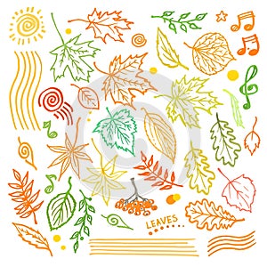 Colorful floral collection with leaves and decorative elements, autumn leaf hand drawn vector illustration