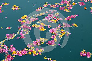 Colorful floral offerings, petals, flowers and garlands, floating in Pushkar Lake, India