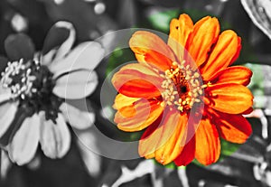 Colorful flower against a black and white background. Stand out! Fly your colors!