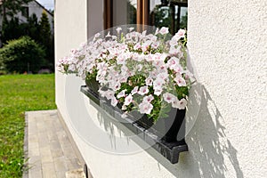 Colorful Flower Arrangement on the window. Wooden window decorated with white petunia