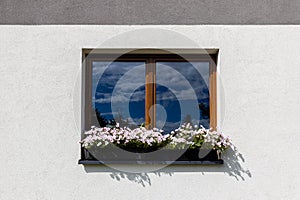 Colorful Flower Arrangement on the window. Wooden window decorated with white petunia