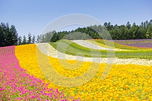 Colorful of flower bed in Furano