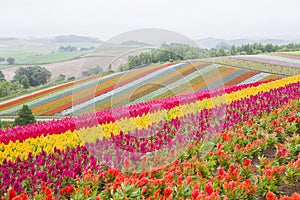 Colorful flower bed in summer of Furano, Hokkaido, Japan.