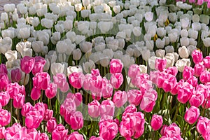 Colorful tulips. Annual April tulip festival in Istanbul Emirgan Park, Turkey