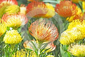 Colorful flower blooming with green leaf background