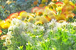 Colorful flower blooming with green leaf background