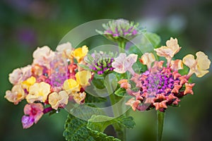 Colorful flower blooms