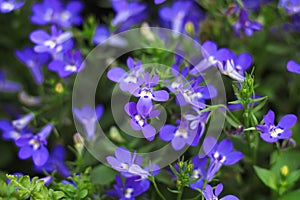 Colorful flower blue petals blooming in garden