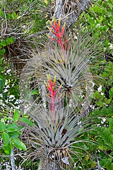 Colorful flower of bromeliad - Tillandsia fasciculata - in Everglades.