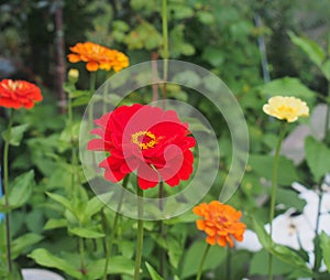 Colorful flower buds. In the garden bloom zinnias. Floriculture