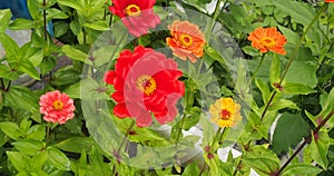 Colorful flower buds. In the garden bloom zinnias. Floriculture