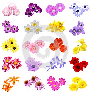 Colorful flower bunch in season blooming assorted