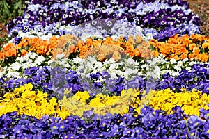 Colorful flower carpet made of Wild pansy or Viola tricolor small wild flowers with petals in various colors densely planted in