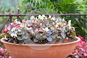 Colorful of flower in the clay pot