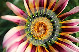 A colorful flower closeup