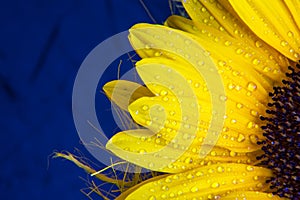 Colorful flower copyspace background . Macro shot of yellow sunflower bloom with water drops