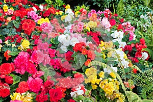 Colorful Flower Display in a Canadian Garden