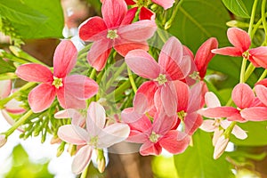 Colorful flower Drunen sailor, Rangoon creeperQuisqualis Indica