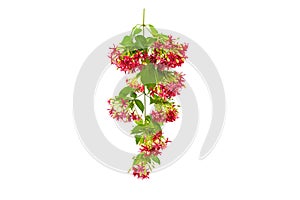 Colorful flower Drunen sailor on white background.Saved with clipping path
