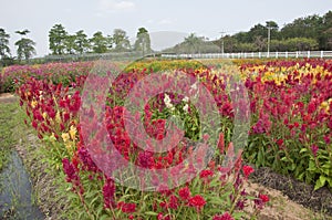 Colorful flower farm