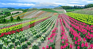 Colorful flower field in Biei, Japan