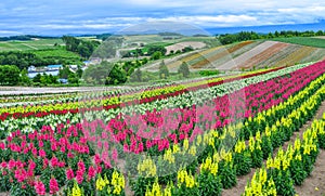 Colorful flower field in Biei, Japan