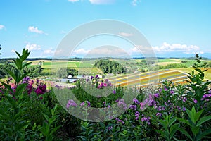 Colorful flower field in bloom during summer season in Shikisai no oka, Biei, Hokkaido, Japan.