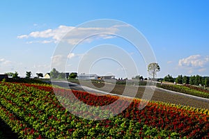 Colorful flower field in bloom during summer season in Shikisai no oka, Biei, Hokkaido, Japan.