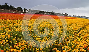 Colorful flower field at Carlsbad, California in Spring time photo